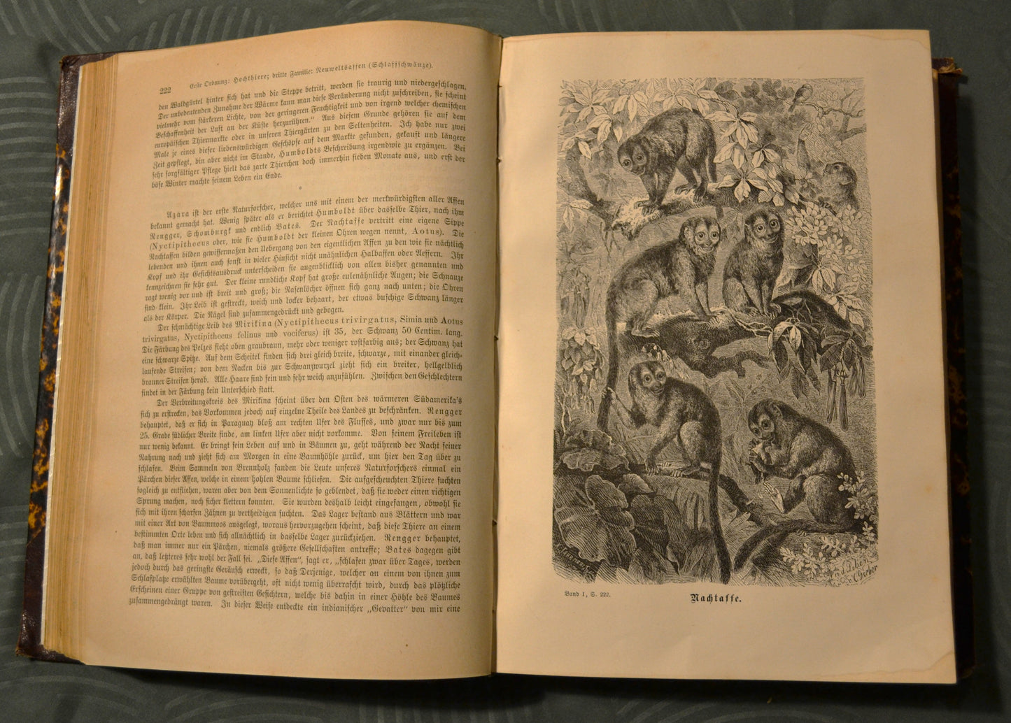 Brehms Thierleben. Allgemeine Kunde des Thierreichs - 1867