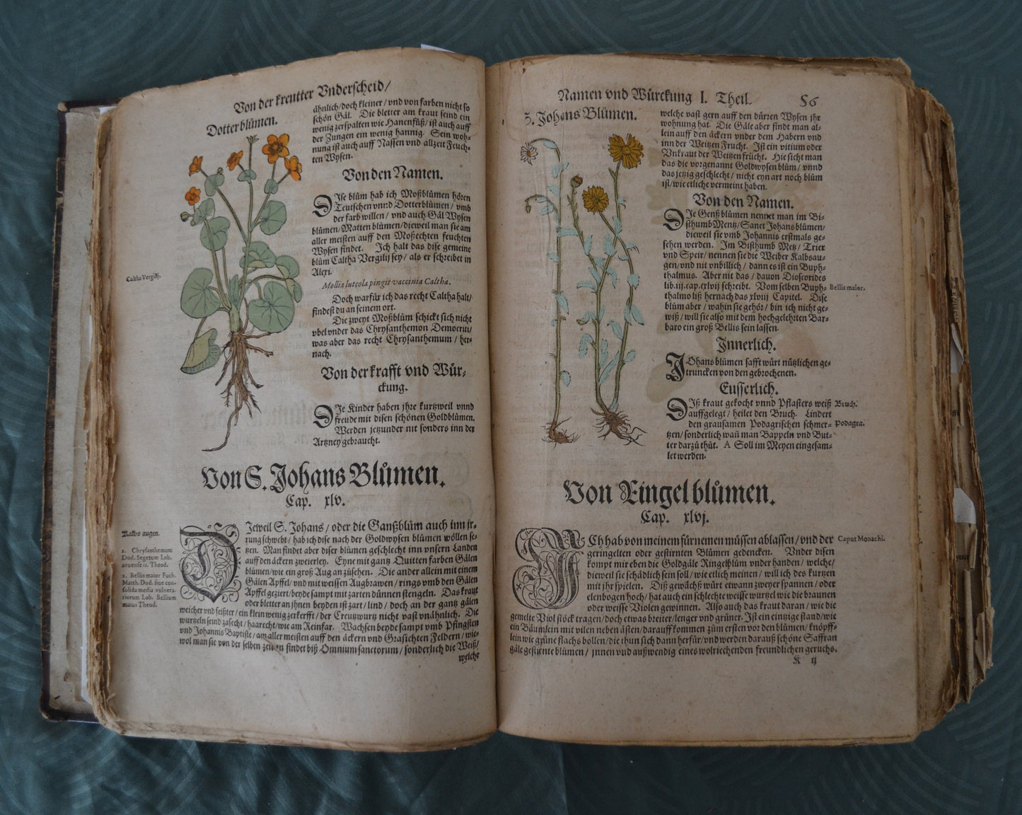 Kreutterbuch von Hieronymus Bock - 1595