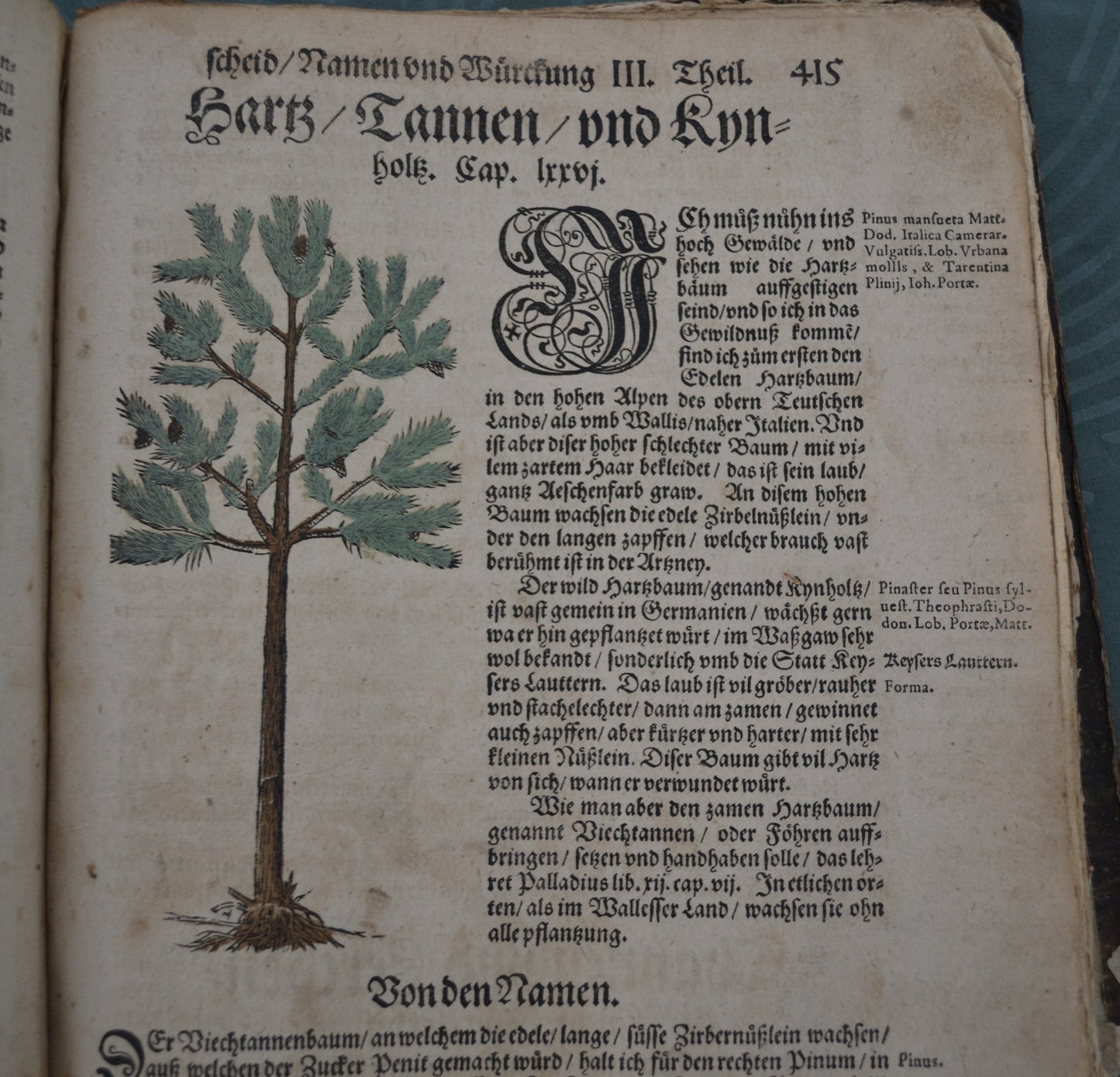 Kreutterbuch von Hieronymus Bock - 1595