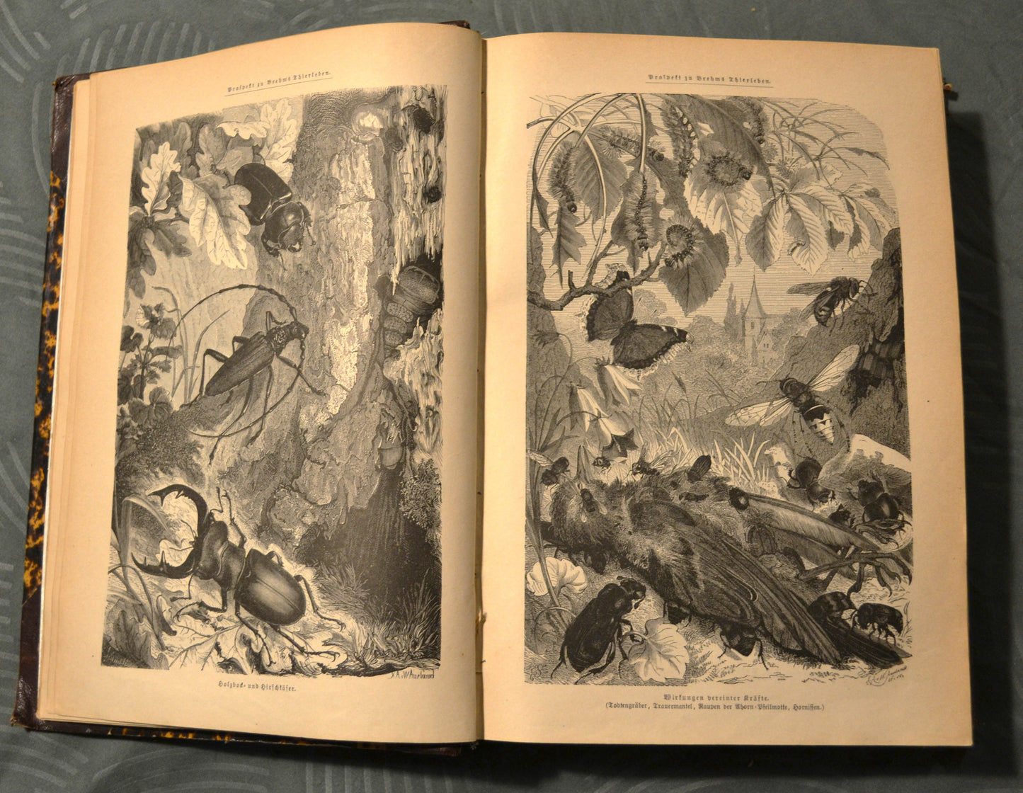 Brehms Thierleben. Allgemeine Kunde des Thierreichs - 1867