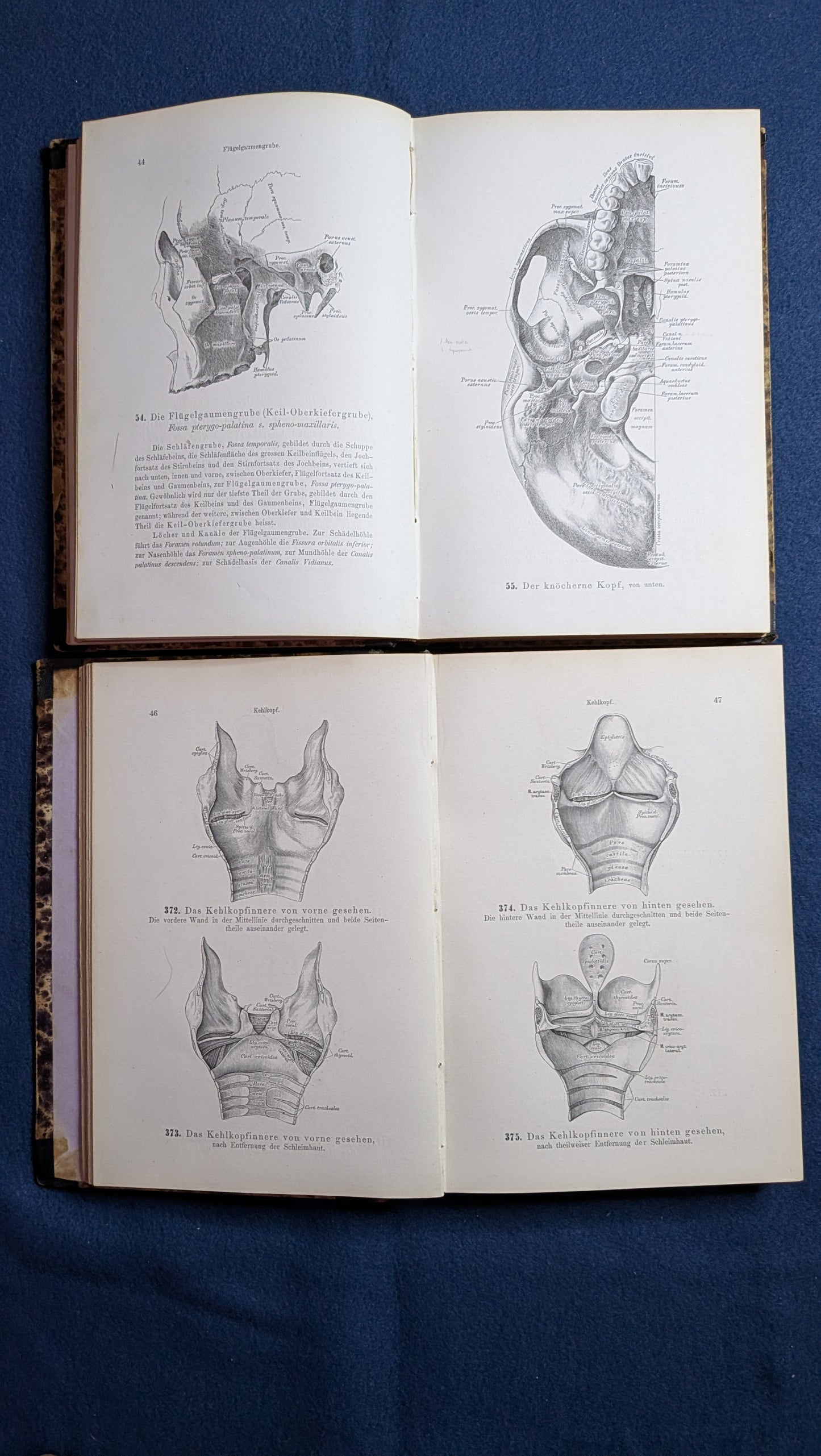 Die Descriptive und Topografische Anatomie des Menschen in 600 Abbildungen 2 Bände - 1875
