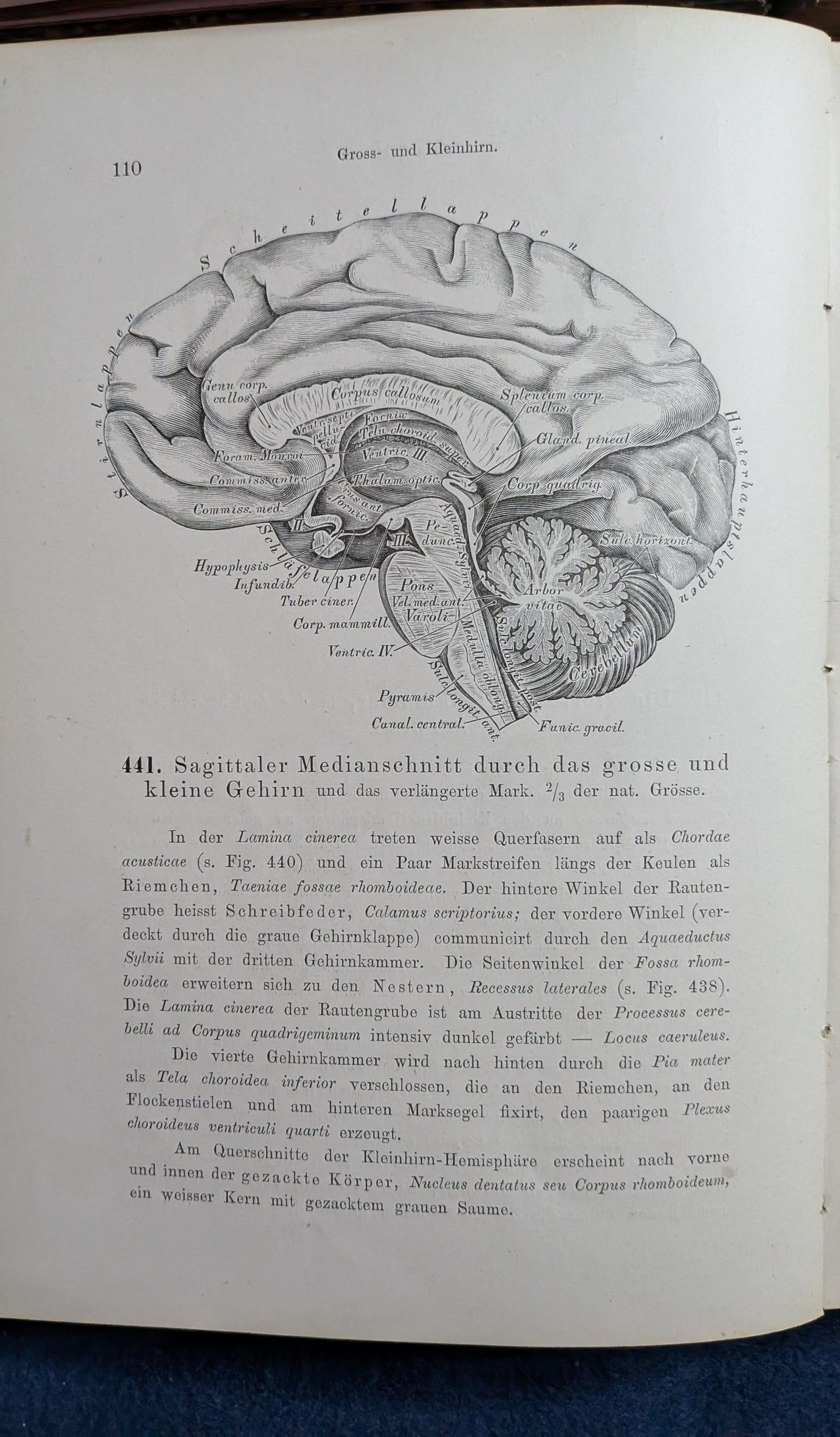 Die Descriptive und Topografische Anatomie des Menschen in 600 Abbildungen 2 Bände - 1875
