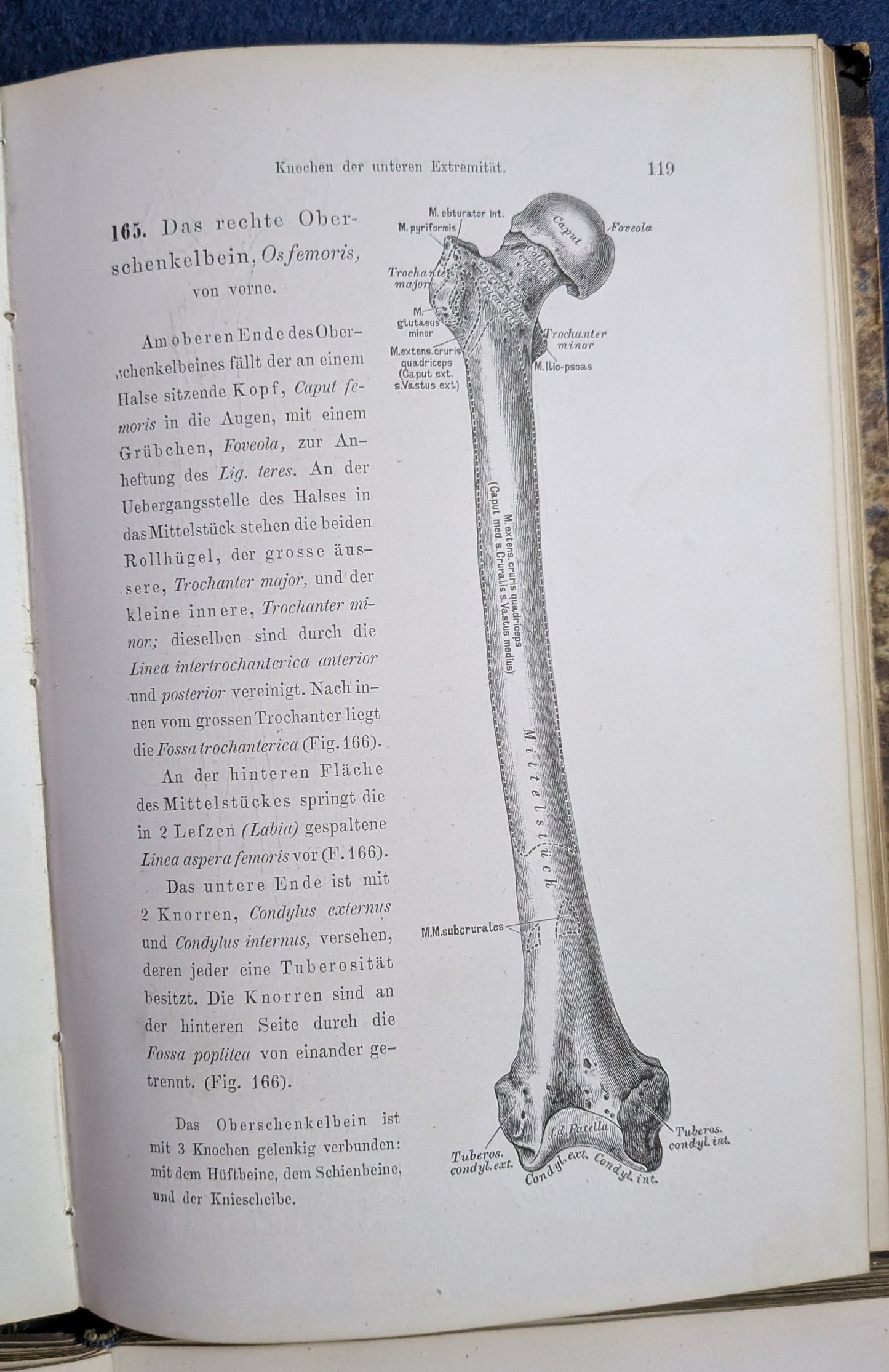 Die Descriptive und Topografische Anatomie des Menschen in 600 Abbildungen 2 Bände - 1875